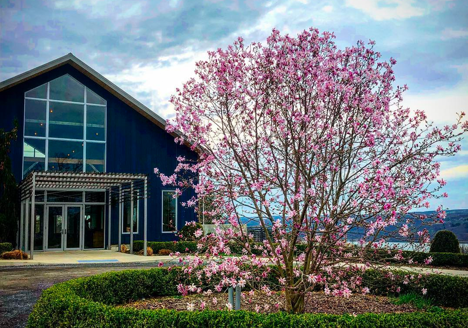 The Tasting Barn Tree in Bloom