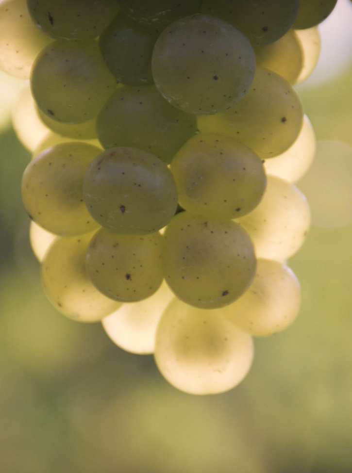 RWV Green Grapes Bunch of Green Grapes