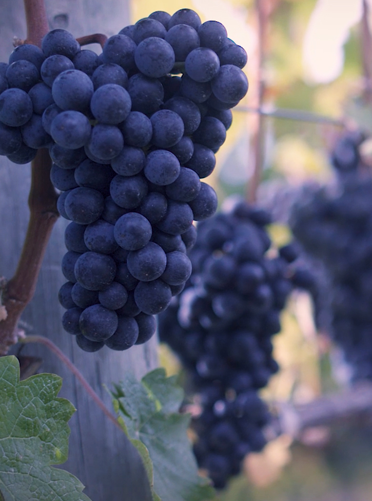 RWV Purple Grapes 725 975 Purple Grape Closeup