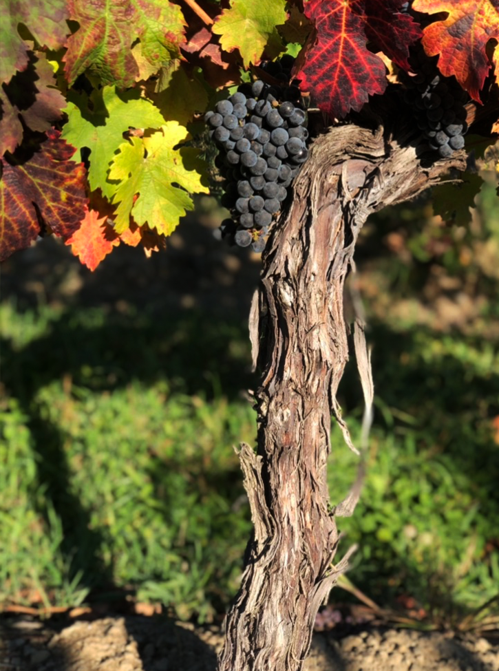 newvine3 Grapes on Vine