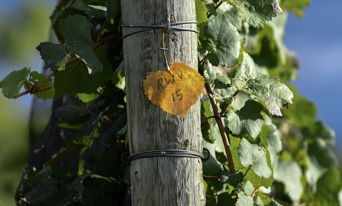 rwv_vineyard_bottomquad_2 End of a row of Vines