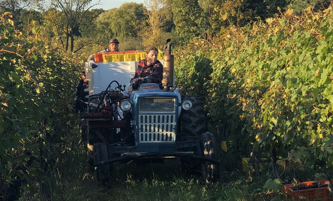 rwv_vineyard_bottomquad_3 Tractor transporting Grapes