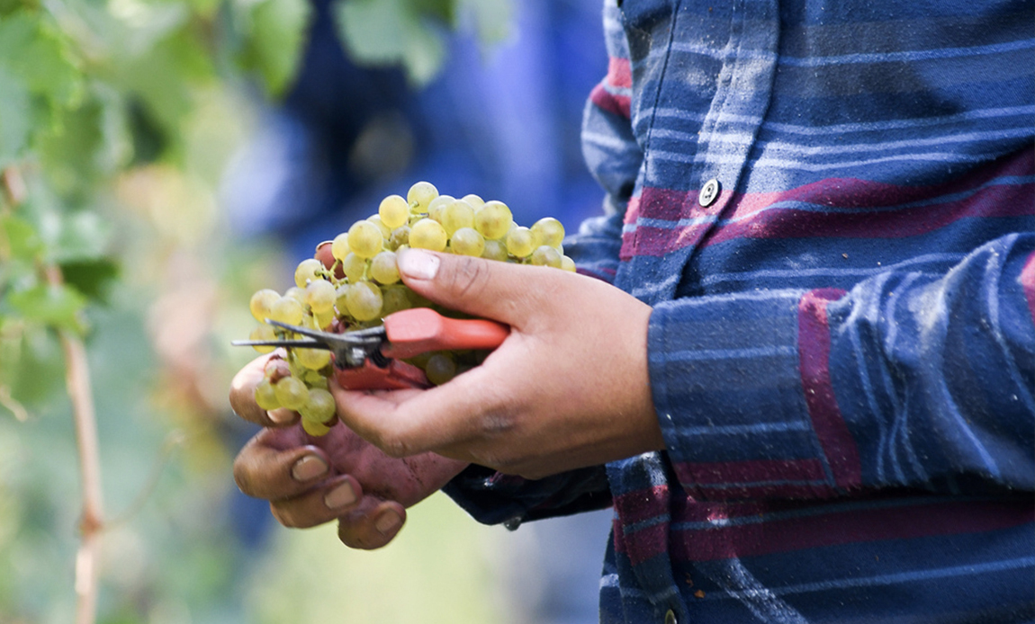 rwv_vineyard_bottomquad_8 Grapes harvest in-hand