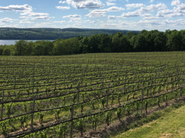 Early Vineyard Planting and Seneca Lake