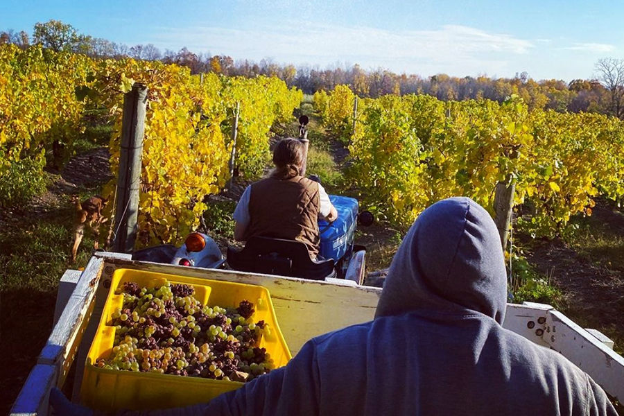 Grapes Being Transported by Tractor