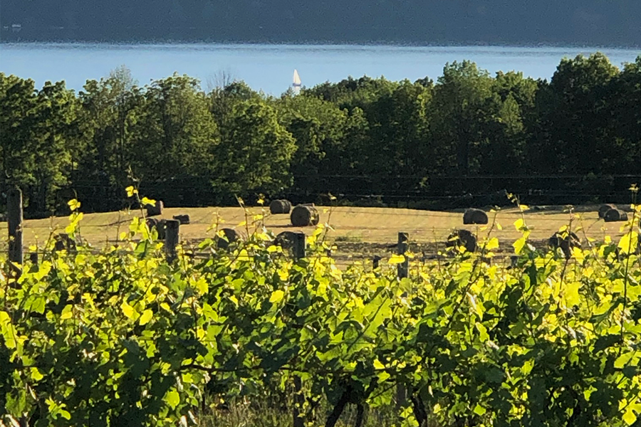 Ryan William Vineyard New Property and Sailboat on Seneca Lake