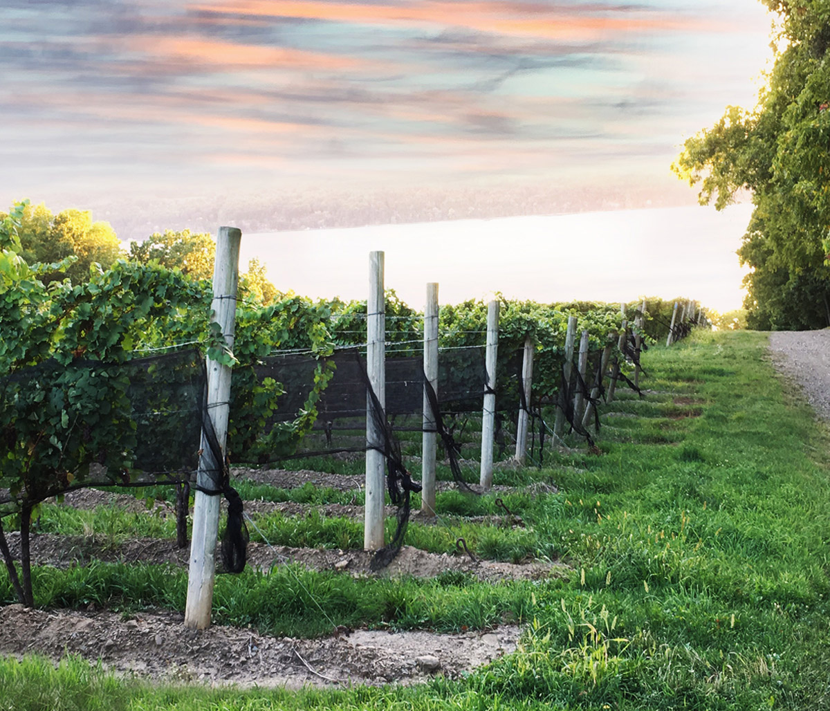 rwv_home_vineyard_1 Ryan William Vineyard at Sunset
