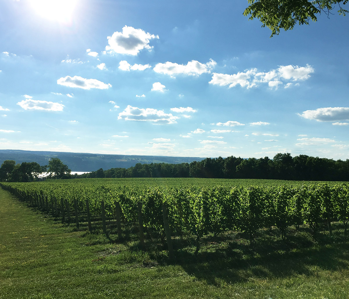rwv_home_vineyard_2 Ryan William Vineyard landscape